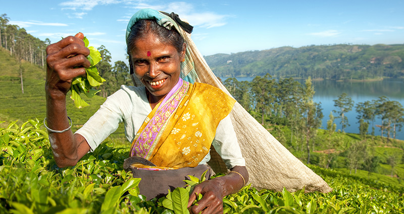 Miestna žena na Sri Lanke pracujúca na čajovom poly