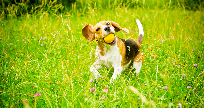 A beagle playing in the garden with a yellow toy in his muzzle