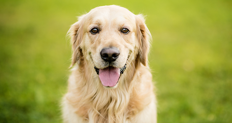 A close-up on a Golden Retriever on a meadow