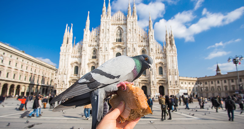 Un piccione che mangia un pezzo di pane con il Duomo di Milano sullo sfondo