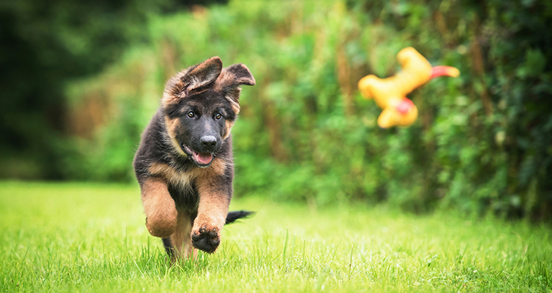 Cachorro del pastor alemán corriendo detrás de un juguete en el jardín