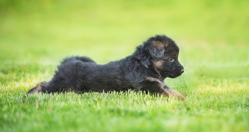 A relaxed German shepherd puppy lying in the garden