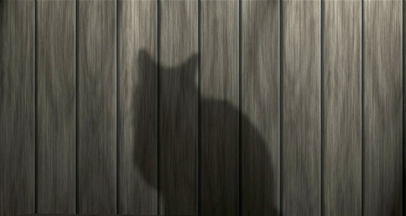 Juodos katės šešėlis ant tvoros.