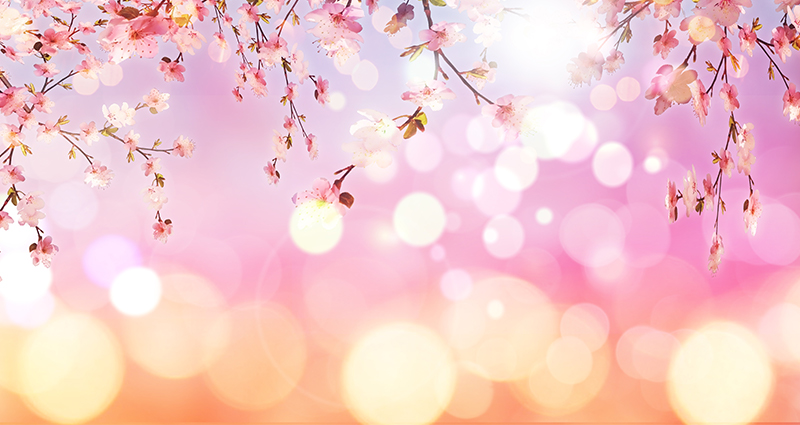 Žydinčios medžio šakos su bokeho efektu oranžinės ir rožinės spalvos.