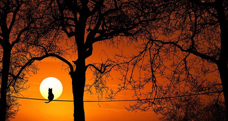 Un chat assis sur une ligne électrique, les couronnes des arbres et le coucher du soleil au fond.
