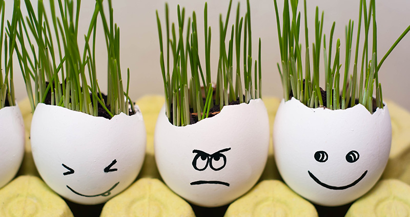 L’erba cipollina che cresce nei gusci delle uova, con delle faccine divertenti disegnate sopra.