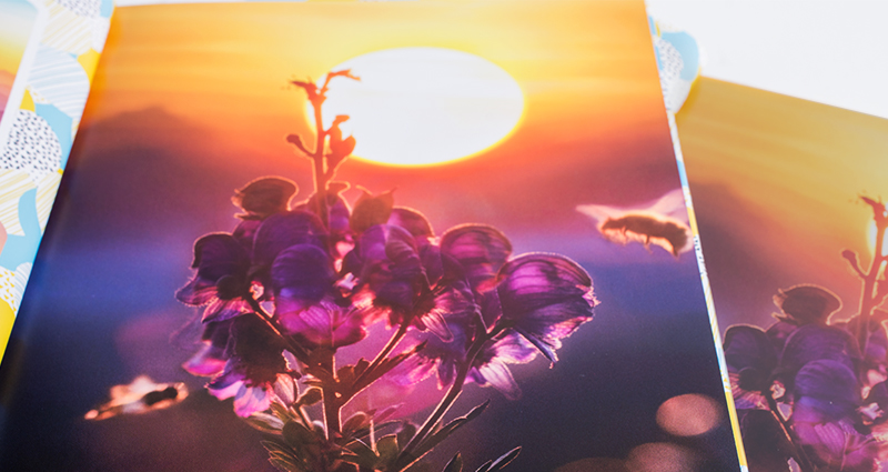 La comparaison de deux photos qui présentent une fleur violette au coucher du soleil. Une photo dans un livre imprimé en 7C, l’autre imprimée de façon traditionnelle sur machine XEROX.