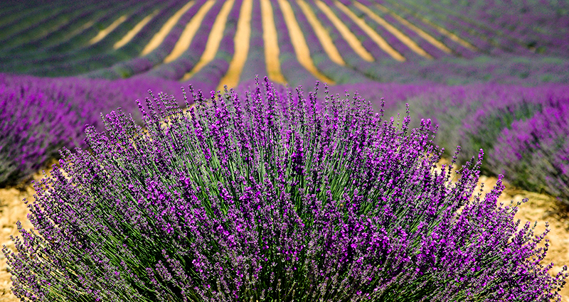 Nahaufnahme von einem Lavendelbusch; Lavendelanbau im Hintergrund