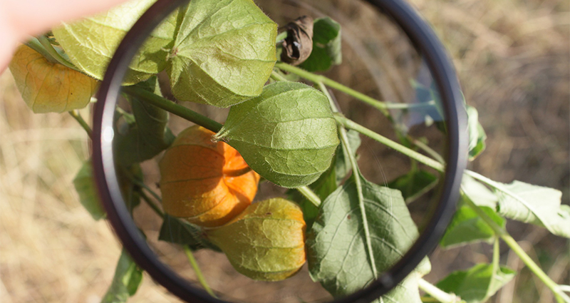Enfoque a un filtro polarizador por el cual se ve una planta con capullos de flores de color naranja.