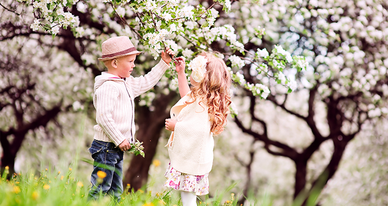 Mergaitė su berniuku vaismedžių sode su žydinčiomis vyšniomis.