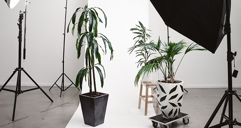 Un estudio de fotografía con lámparas, un fondo blanco en un rollo, plantas en macetas blancas y negras y un reflector.
