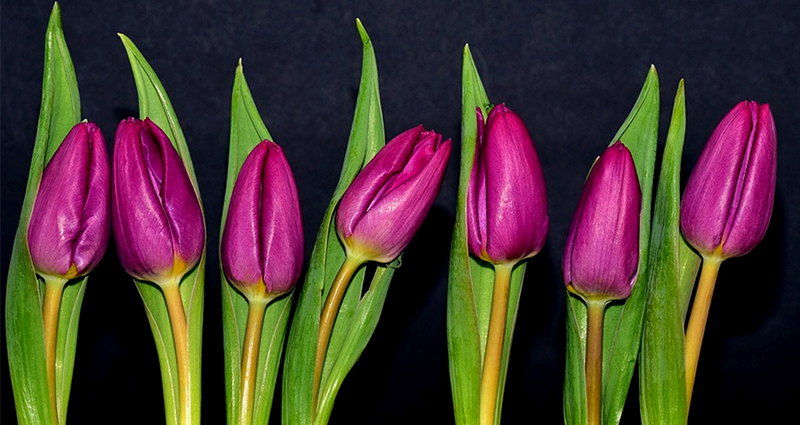 Fialové tulipány.