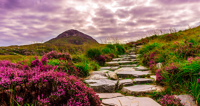 Ein Pfad aus Steinen inmitten einer Heide in Irland; dunkle Wolken am Himmel, der violett anläuft