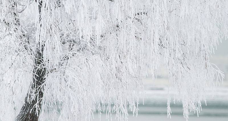 Un árbol cubierto con hielo.