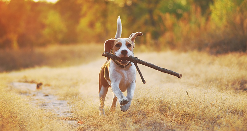 Beagle spaziert mit Stock im Maul durch den Wald