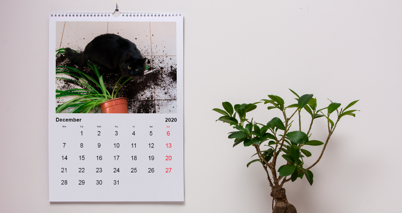 A Photo Calendar with photos of a naughty pet