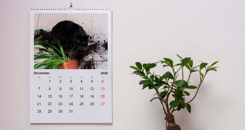 Fotocalendario con fotos de tu mascota traviesa