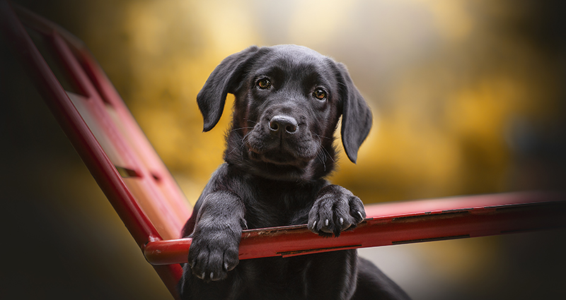 Čierny labrador sedí na záhradnej stoličke