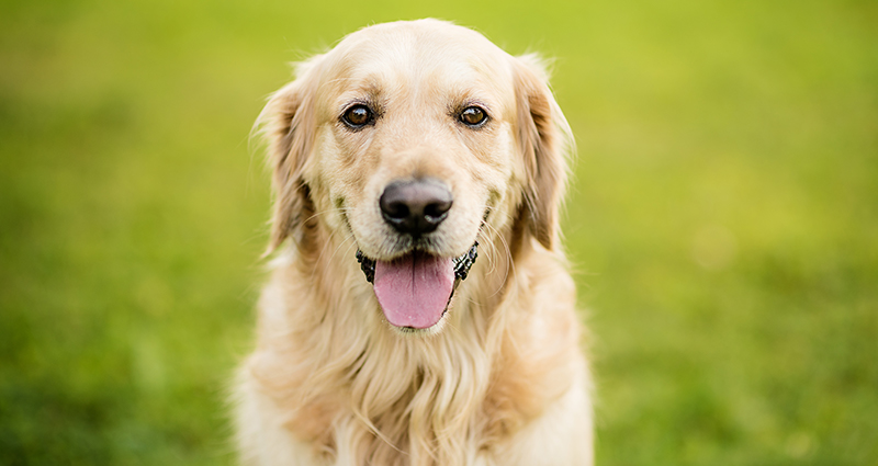 Zoom sobre un golden retriever en el prado