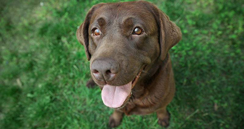 Zoom in op bruine Labrador die rechtstreeks naar de camera lens kijkt