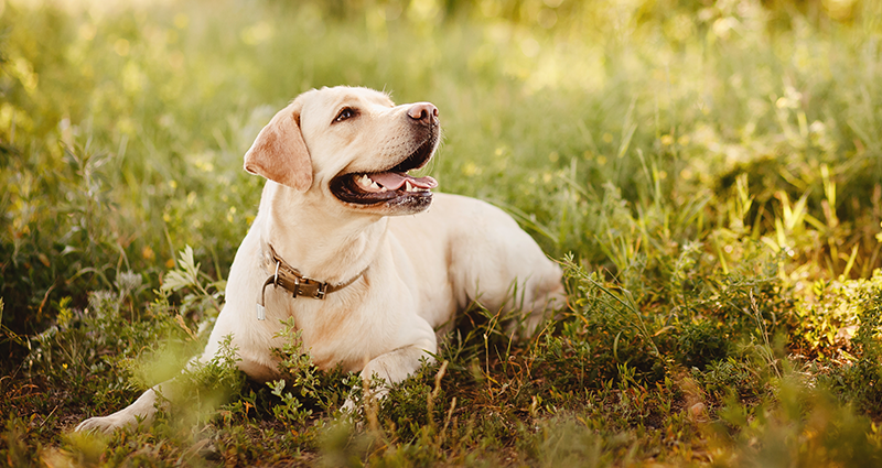 Un cane in posa per una foto