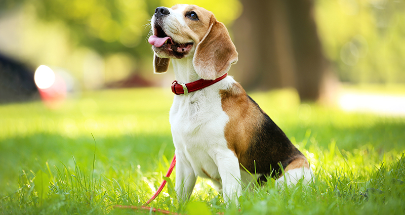 Tevreden Dog Beagle tijdens een wandeling in het park