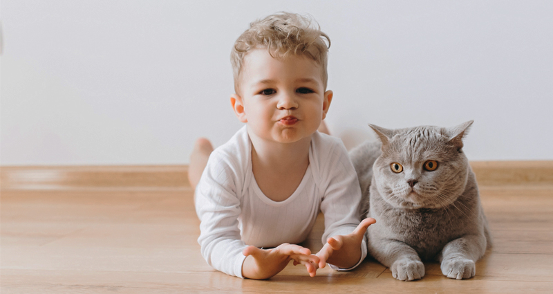 Foto einer gestreichelten Katze in einem Katzenfotoalbum