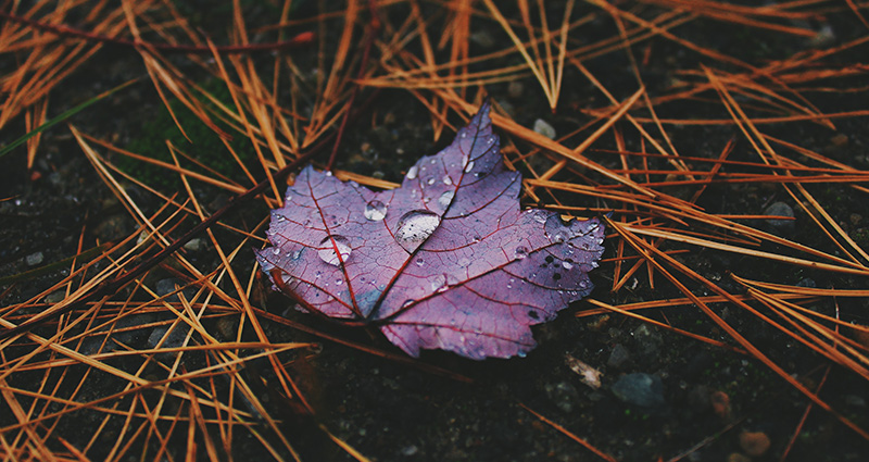 Fotografia jesenného lístia zhotvená pomocou makro objektívu 