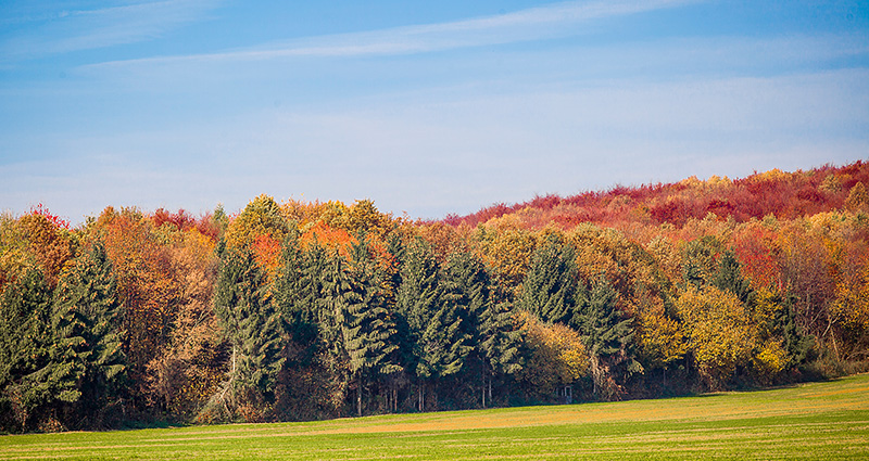 A photo of the forest taken from the outside on a sunny day. 