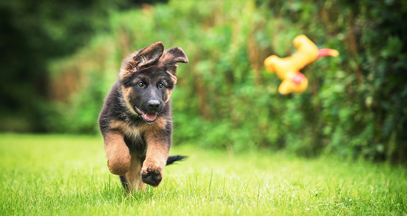 Schäferhundwelpe rennt einem Spielzeug im Garten hinterher