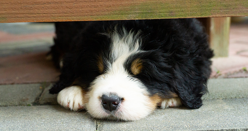 Un chiot allongé dans le jardin