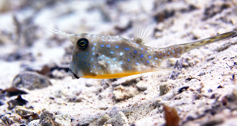 Un pesce quadrato – il Pesce Scatola Cornuto