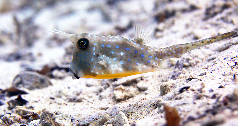 Le poisson carré - Lactoria Cornuta