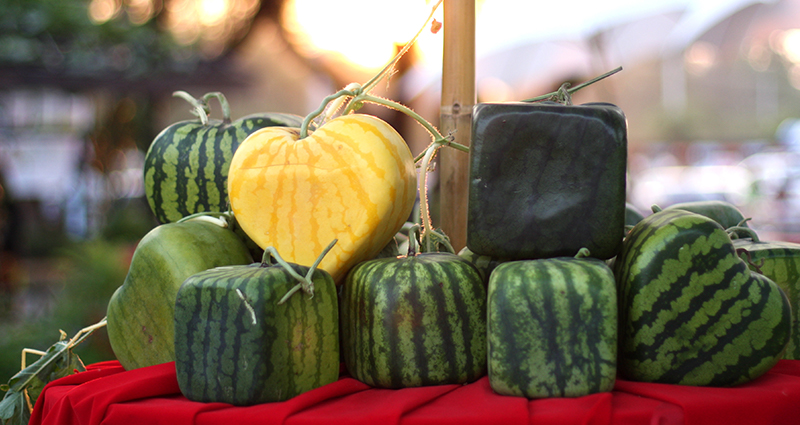 Eine quadratische Wassermelone