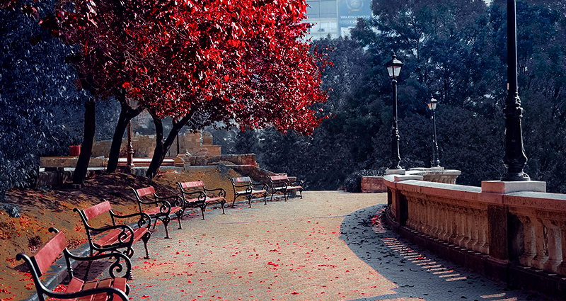 Alley in the park with benches next to a lantern and a rail. Huge trees with falling red leaves on the left side.