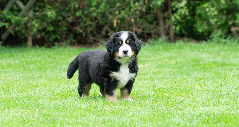 Un cucciolo di bovaro del bernese