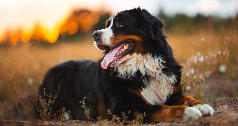 Bernese Mountain Dog