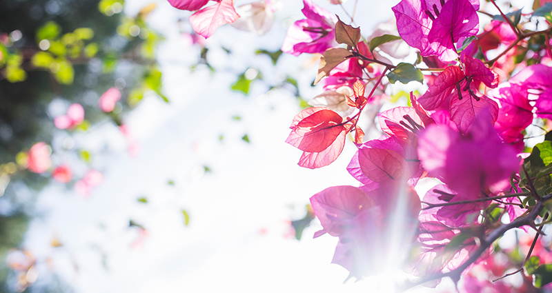 Un buisson  en fleurs et le soleil en arrière-plan.