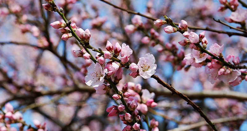 Un cerisier en fleurs – écran 1.