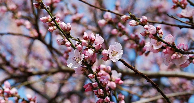 Cerezo floresciente.