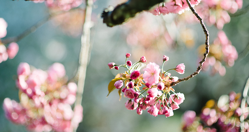 Blossoming tree.