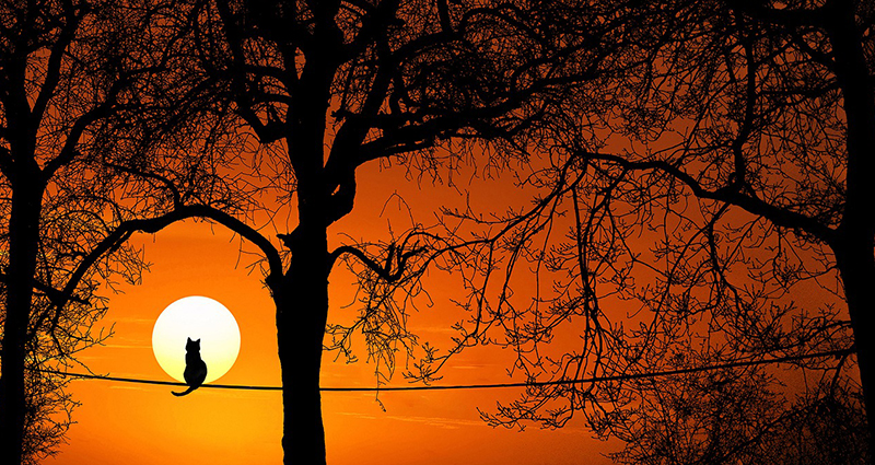 Cat sitting on an overhead power line, trees and the sunset behind him