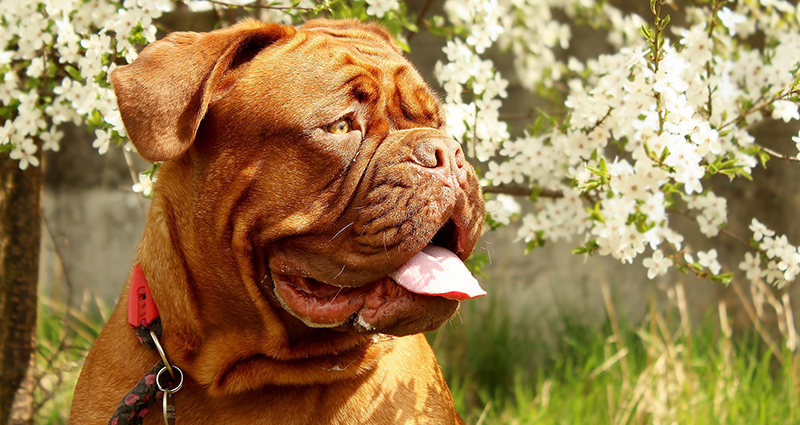 Šuo iš Bordeaux, fone krūmas žydintis baltomis spalvomis.