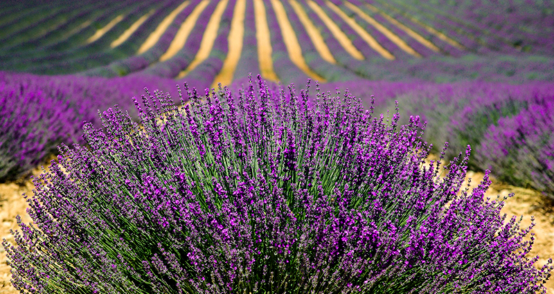 Enfoque a un arbusto de lavanda, lavanda creciendo en filas en el fondo.