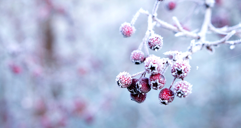 Gefrorene Vogelbeeren