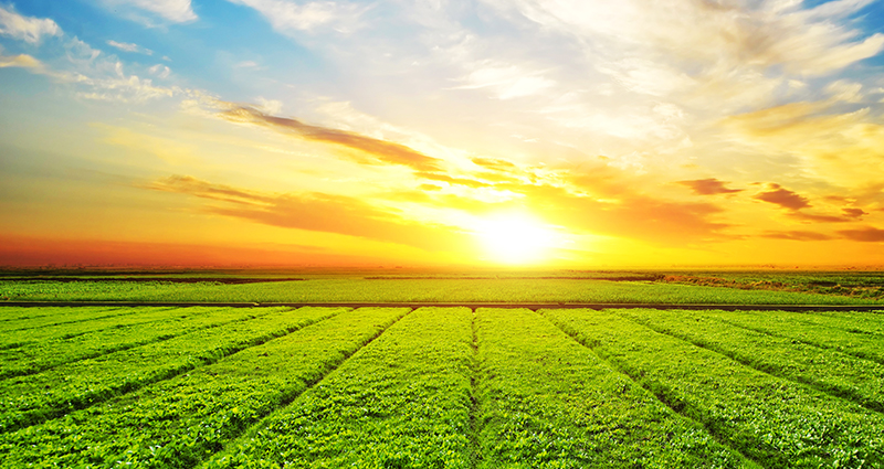 Groene weide, horizon en zon op de achtergrond.