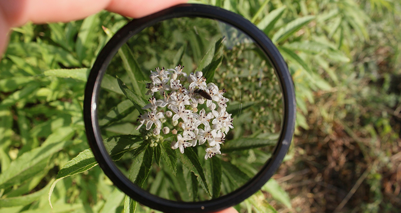 Polarizing filter directed to a flower