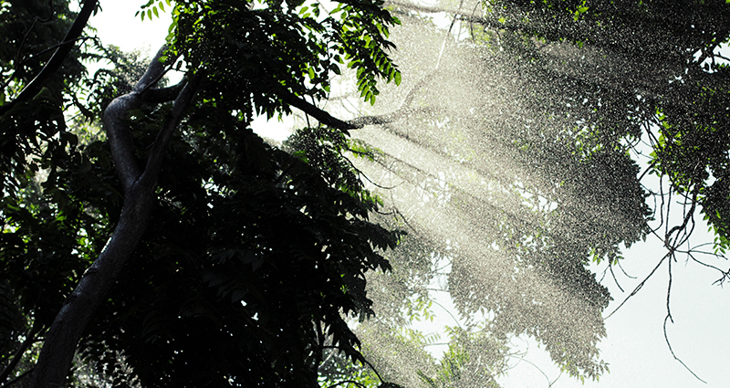 Une averse et des gouttes de pluie qui traversent la couronne d’un arbre.