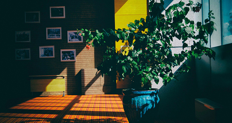 Les ombres qui pénètrent dans la pièce , au milieu une plante dans le pot, au fond les cadres avec les photos accrochés sur un mur.