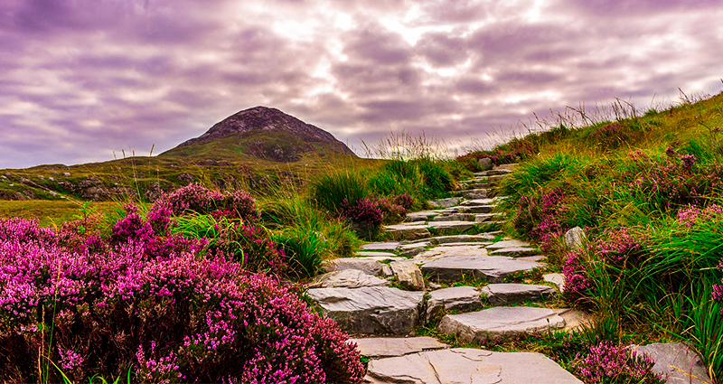 Camino de piedra entre brezales en Irlanda, nubes oscuras en el fondo.